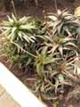 Aloe jucunda