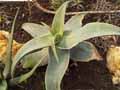 Aloe karasbergensis
