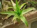 Aloe maculata
