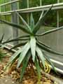 Aloe marlothii