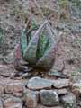Aloe marlothii
