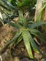 Aloe mcloughlinii