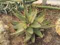Aloe melanacantha