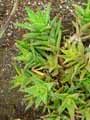 Aloe mitriformis