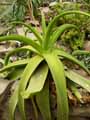 Aloe mutabilis
