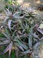 Aloe parvula