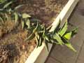 Aloe peglerae