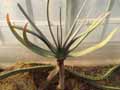 Aloe plicatilis