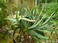 Aloe plicatilis