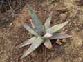 Aloe reitzii