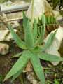 Aloe reynoldsii