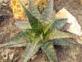 Aloe saponaria