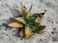Aloe saponaria
