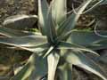 Aloe secundiflora