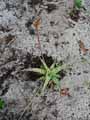 Aloe somaliensis