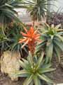 Aloe spinosissima