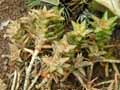 Aloe squarrosa