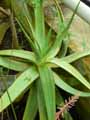 Aloe vacillans