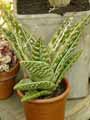 Aloe variegata