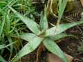 Aloe x spinosissima