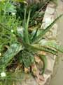 Aloe zebrina