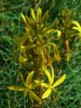 Asphodeline lutea