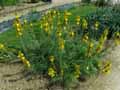 Xanthorrhoeaceae-Asphodeline-lutea-Baton-de-Jacob.jpg