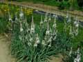 Asphodelus albus