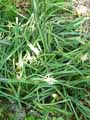 Xanthorrhoeaceae-Asphodelus-ramosus-Asphodele-d-ete-Asphodele-rameux-Asphodele-a-petits-fruits-Baton-blanc-ramifie.jpg