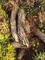 Astroloba spiralis