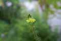Xanthorrhoeaceae-Bulbine-caulescens-Bulbine.jpg