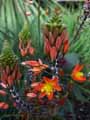 Xanthorrhoeaceae-Bulbine-frutescens-Bulbine.jpg