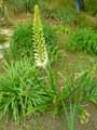 Xanthorrhoeaceae-Eremurus-himalaicus-Lis-des-steppes.jpg