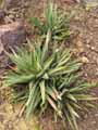 Gasteraloe bedinghausii