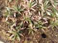 Gasteria batesiana