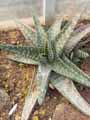 Gasteria bicolor var liliputana