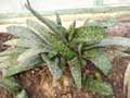 Gasteria ernsti ruschii