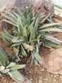 Gasteria kirsteana