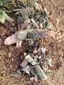 Gasteria pillansii
