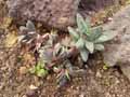 Gasteria pillansii var ernesti ruschii