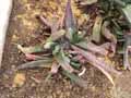 Gasteria prolifera
