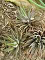 Haworthia attenuata