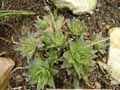 Haworthia cymbiformis