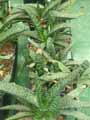 Haworthia emelyae