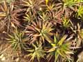 Haworthia glabrata