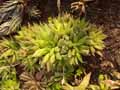 Haworthia herrei glauca