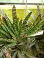 Haworthia limifolia