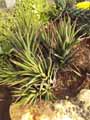 Haworthia longiana
