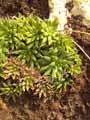 Haworthia mucronata habdomadis