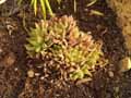 Haworthia mucronata var. mucronata